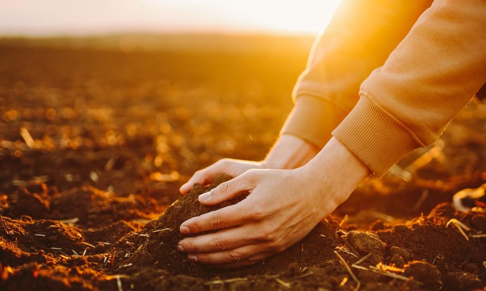 A,Person,Is,Planting,Seeds,In,The,Ground,As,The